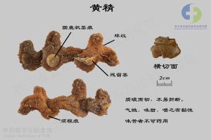 黄精 标本图